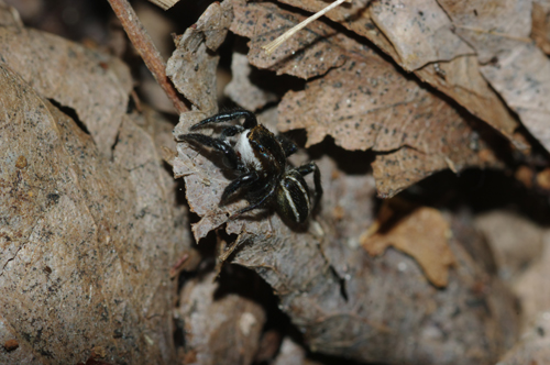 Phlegra bresnieri